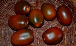 Томат Монисто шоколадное – вкусовые качества, подробное описание эффектного сорта