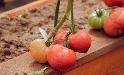 Эволюция для вашей теплицы. Описание розовоплодного биф-томата и советы по агротехнике