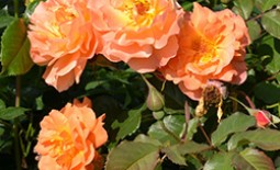 Роза Вестерленд: роскошная красавица в вашем саду