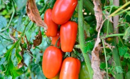 Московский деликатес: особенности группы томатов, урожайность, описание агротехники, отзывы