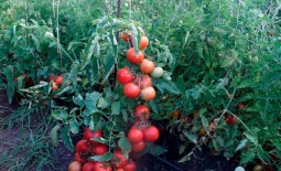 Снеговик F1: универсальный томат для огорода и теплицы. Описание гибрида и рекомендации