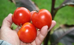 Иришка F1 — гибридный томат для теплого климата. Описание, особенности, отзывы