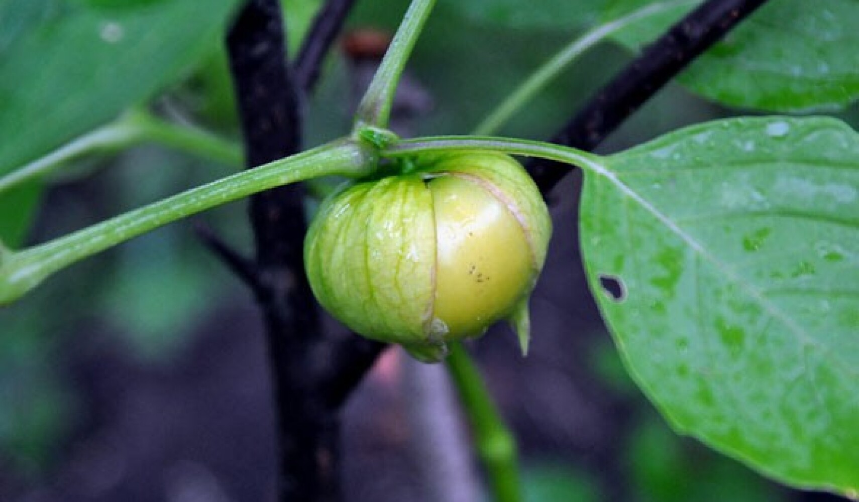 rostoucí physalis