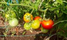 Помидоры Толстый Джек: детальное описание, способ выращивания и отзывы о томате