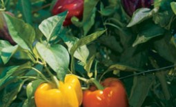 Правильная схема для посадки рассады перца — залог получения отличного урожая в теплице