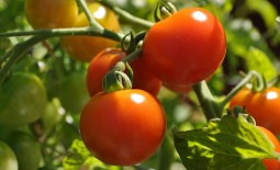 Хлыновский: подробное описание и техника выращивания мясистого томата
