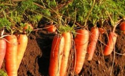 Морковь с «говорящим» названием Роте Ризен или Красный великан. Описание сорта, правила посадки, отзывы дачников
