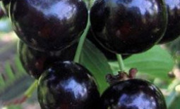 Вишня превосходных вкусовых качеств: сорт Крупная черная