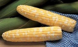 Особенности выращивания кукурузы в Сибири