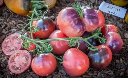 Аметистовая драгоценность – украшение в мире томатов. От описания до отзывов