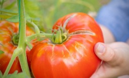 5 секретов выращивания отличных помидоров