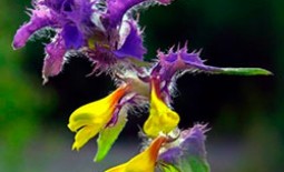 Иван-да-марья: целебная сила красивого цветка