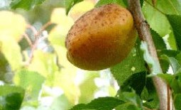 Лечение абрикоса: как бороться с болезнями косточковых деревьев. Меры профилактики