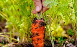 Почва для моркови: состав и правильная подготовка