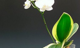 Болезни орхидей Фаленопсис, вредители и методы лечения