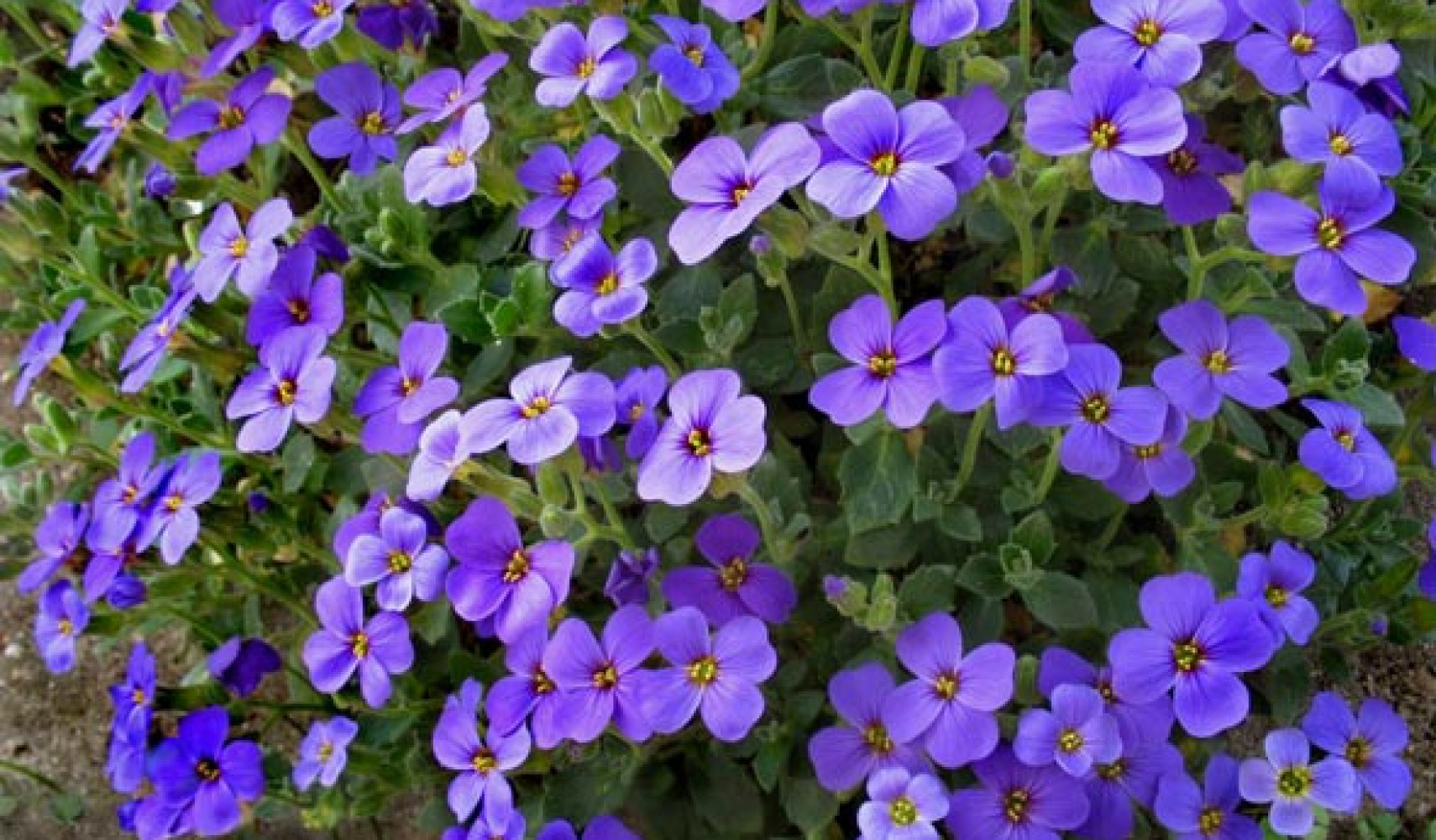 Обриета: посадка и уход, фото, сорта, размножение, выращивание открытом ...
