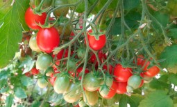Помидорный сорт Японская кисть: детальное описание урожайного томата и особенности его агротехники