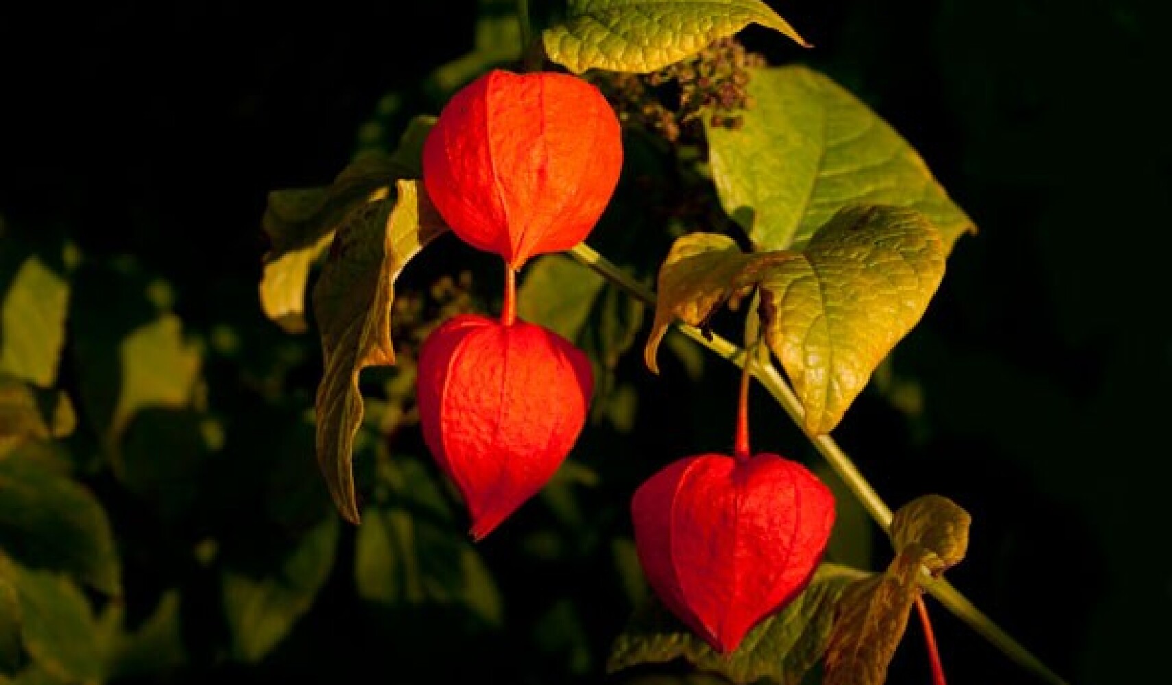 rostoucí physalis