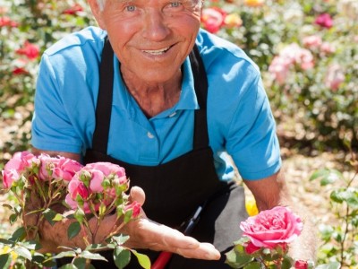 Как посадить и вырастить здоровые и красивые розы в вашем саду