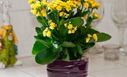 Лучшие растения с желтыми цветами для дома