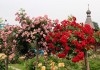 выращивание штамбовой розы
