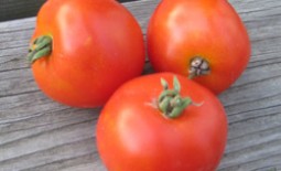 Описание сорта томата Красная шапочка и особенности ухода за ним