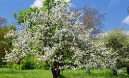 Весенняя обработка яблонь от вредителей: чем и как опрыскивать деревья?