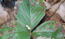 Цветные пятна, появляющиеся на черешках и листьях растения клубники — признак грибковых заболеваний