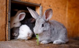 Забой кролика: правильная техника и разделка
