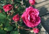 посадка парковой розы