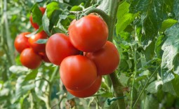 Как вырастить урожайный томат без особого труда. Описание гибрида Надежда и секреты культивации