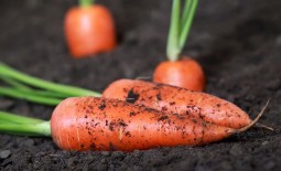 Особенности посадки моркови под зиму