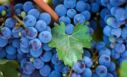 Заготовки на зиму: рецепты джема и компота из винограда Изабелла