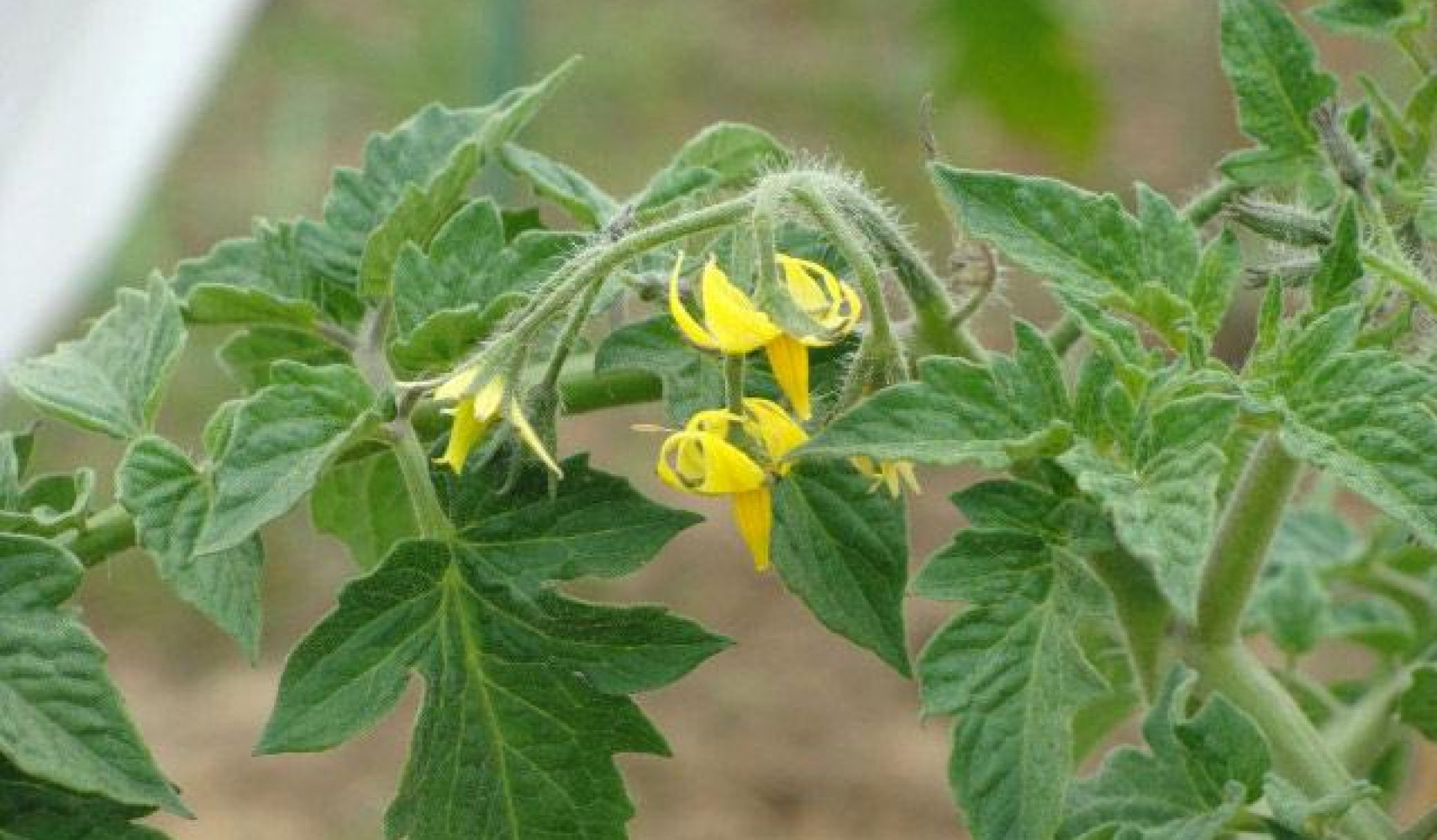 Proč rajčata nesadí ve skleníku?