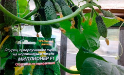 Огурец Миллионер F1: описание, технология выращивания, реальные отзывы
