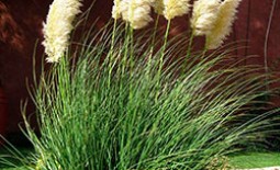 Кортадерия – декоративная трава из пампасов