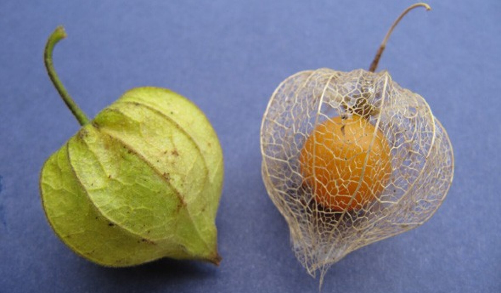 rostoucí physalis