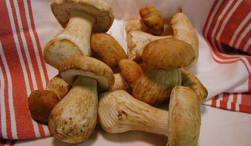 заготовки из белых грибов