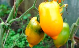Томат желтоплодный Манго Джанго: характеристики, описание, отзывы огородников