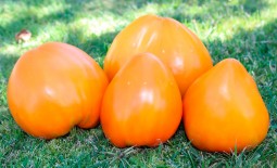 Оранжевая клубника – немецкий томат высокого качества. Рекомендации по выращиванию и описание