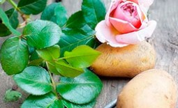 Как проращивать розы из букета, или доступное чудо в вашем саду