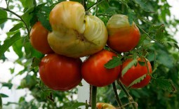 Анжела Гигант – крупноплодный томат для теплиц и открытой грядки: описание, основные характеристики, плюсы и минусы
