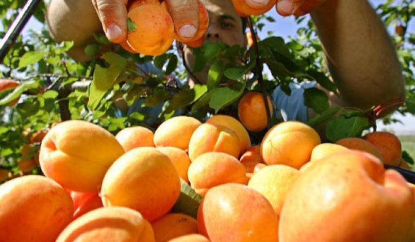 выращивание абрикоса