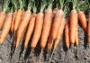 Морковь Сластена