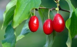 Полезные свойства сушеной ягоды кизила и существующие противопоказания