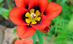 Летний цветок спараксис: обзор сортов, особенности посадки и ухода