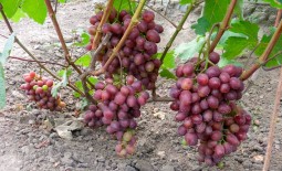 Очень ранний виноград Памяти учителя. Положительные и отрицательные качества, рекомендации по культивированию