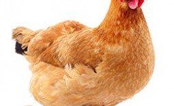 Особенности продуктивности несушек: сколько яиц откладывает курица за один день