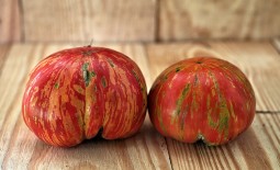 Пышная королева: как ухаживать за полосатым томатом. Полное описание и рекомендации по уходу
