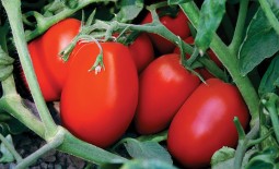 Лиза – среднеранний сорт томатов. Рекомендации, описание, секреты богатого урожая